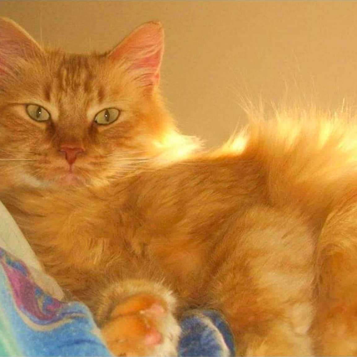 Lil Red