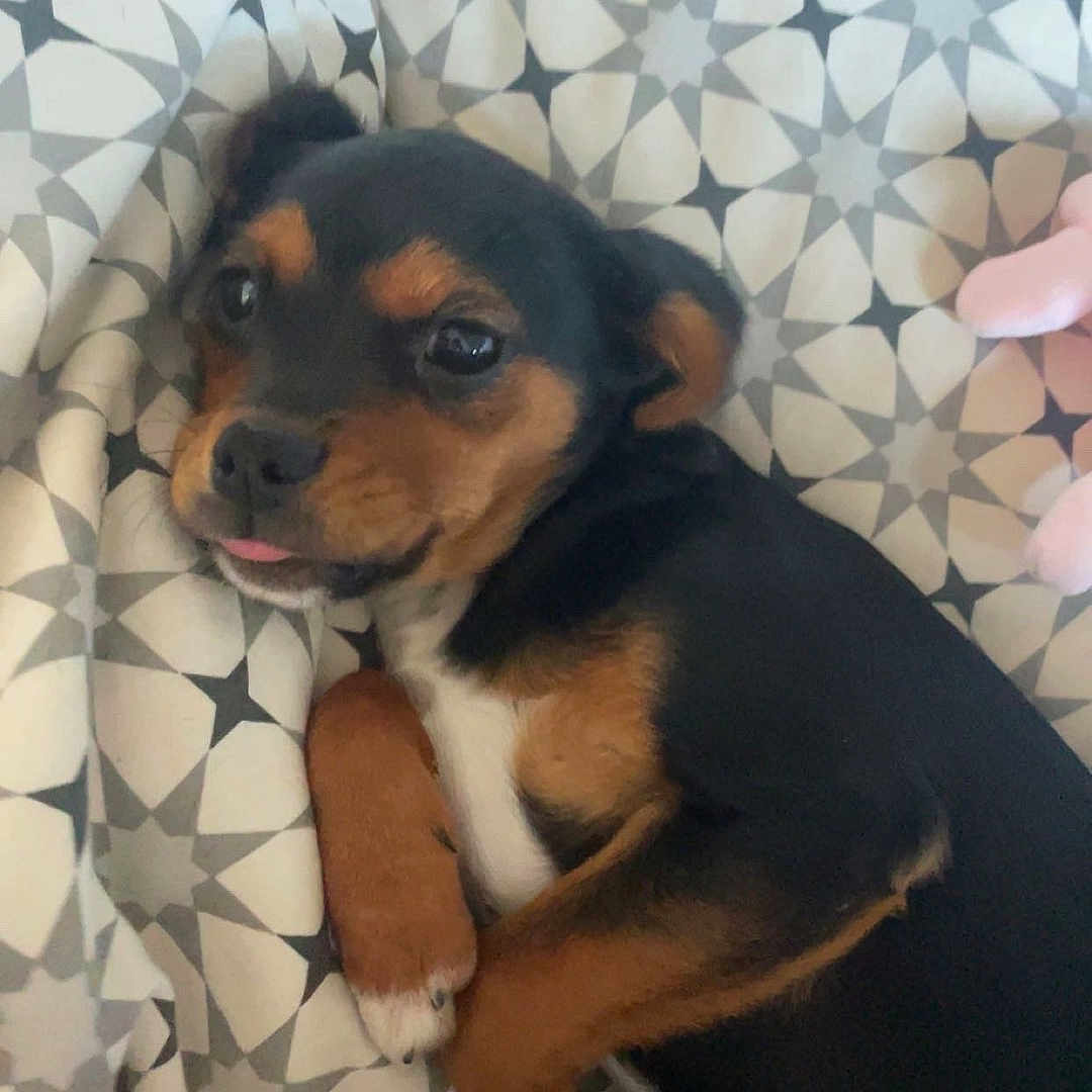 Nala is registered to the contest to win money with this photo: animal, ball, beagle, blanket, canine, chihuahua, couch, cushion, dog, face, furniture, head, homedecor, hound, person, pet, photography, portrait, puppy, sleeping