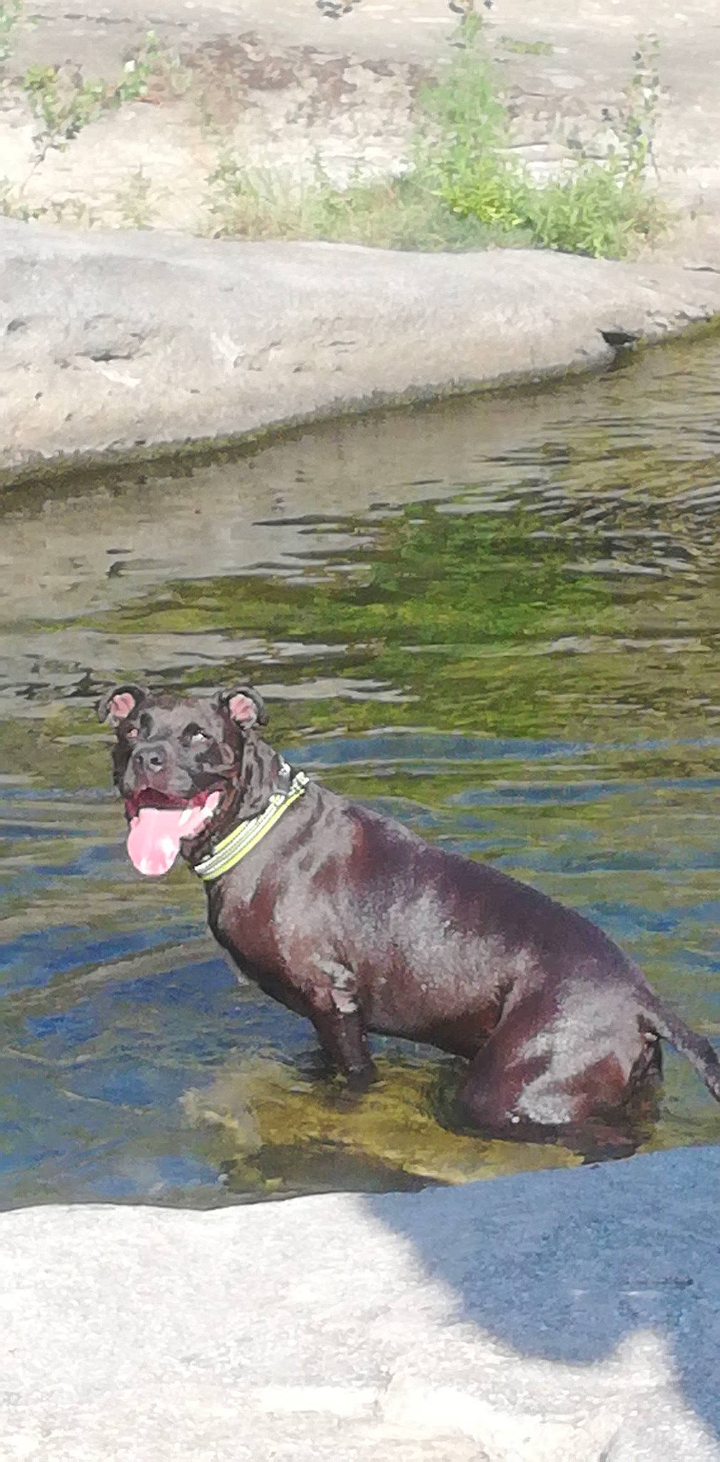 Kayzer a rejoint le concours — aidez-le/la à gagner de superbes lots ! body_of_water, canidae, carnivore, collar, companion_dog, dog, dog_breed, dog_collar, fawn, guard_dog, lake, leash, liver, plant, sporting_group, tail, terrestrial_animal, water, working_animal, working_dog