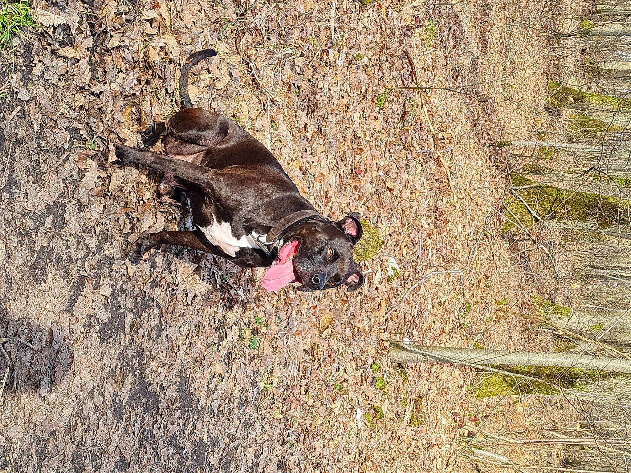 Kayzer participe au concours pour gagner de l'argent avec cette photo : adventure, canidae, carnivore, collar, dog, dog_breed, dog_supply, fawn, grass, leash, non_sporting_group, plant, snout, soil, sporting_group, tail, terrestrial_animal, wildlife, wood, working_animal