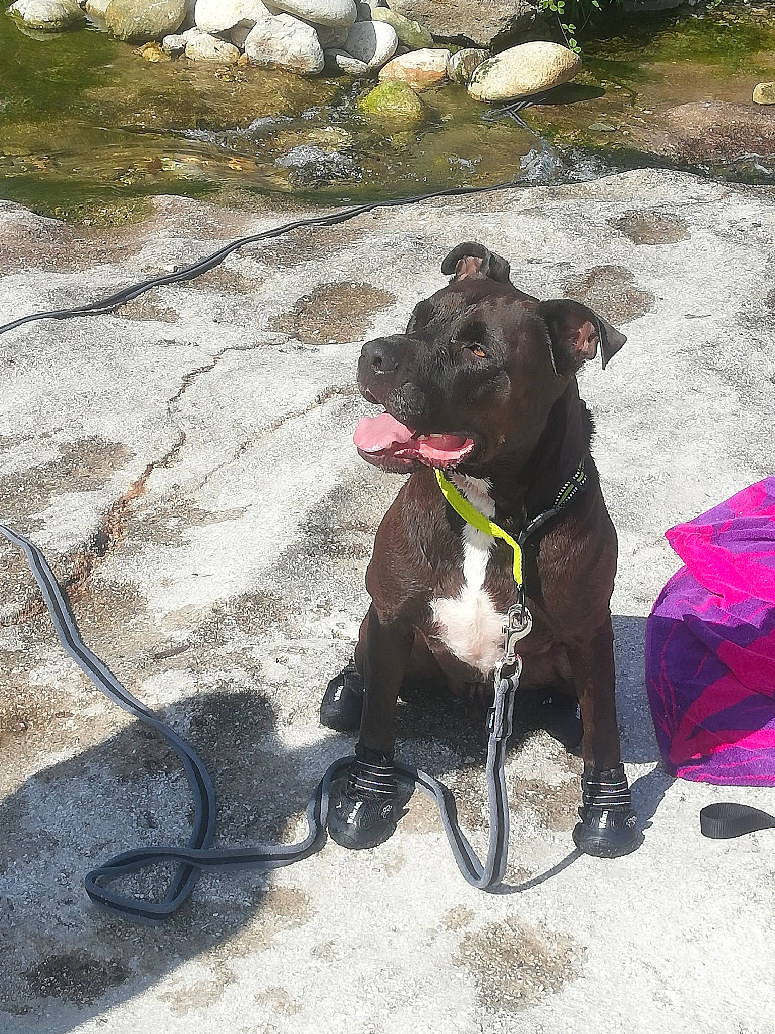 Kayzer participe au concours pour gagner de l'argent avec cette photo : adventure, canidae, carnivore, collar, companion_dog, dog, dog_breed, dog_collar, dog_supply, dog_walking, fashion_accessory, fawn, leash, liver, pet_supply, road_surface, snout, sporting_group, tail, working_animal