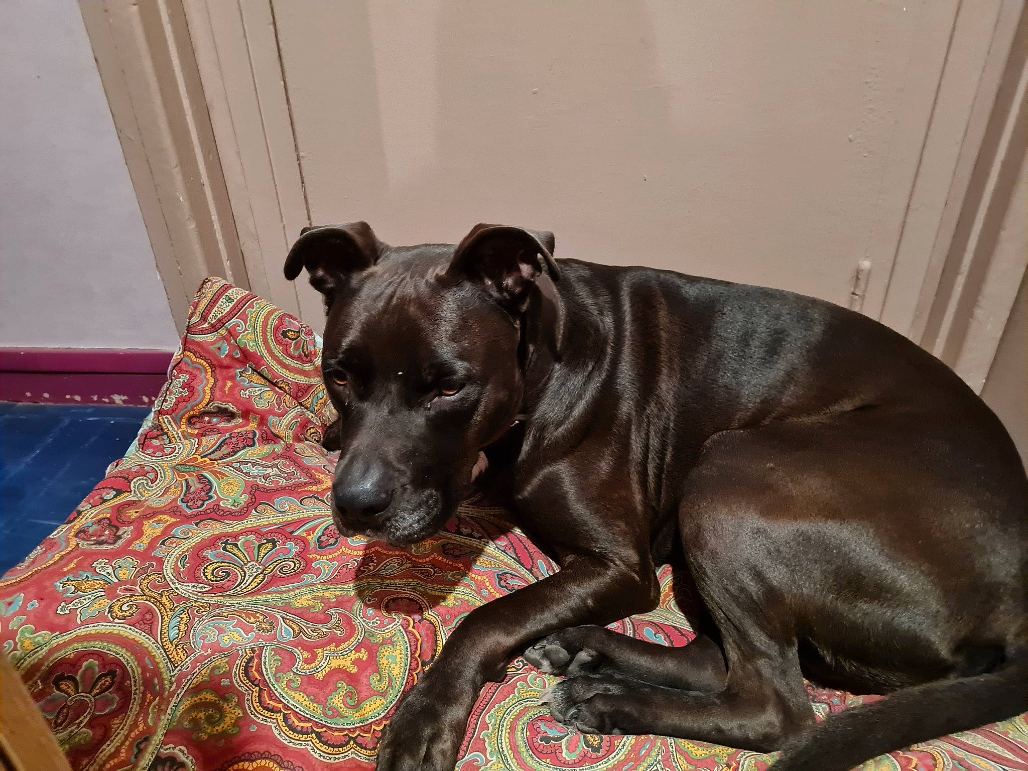 Kayzer a rejoint le concours — aidez-le/la à gagner de superbes lots ! borador, canidae, carnivore, chair, collar, comfort, companion_dog, couch, dog, dog_breed, dog_collar, dog_supply, fawn, fur, liver, snout, tail, whiskers, window, working_animal