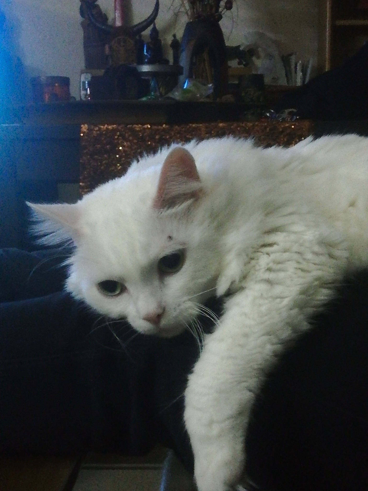 Eïko a rejoint le concours — aidez-le/la à gagner de superbes lots ! carnivore, cat, claw, domestic_short_haired_cat, felidae, fur, paw, small_to_medium_sized_cats, snout, tail, whiskers