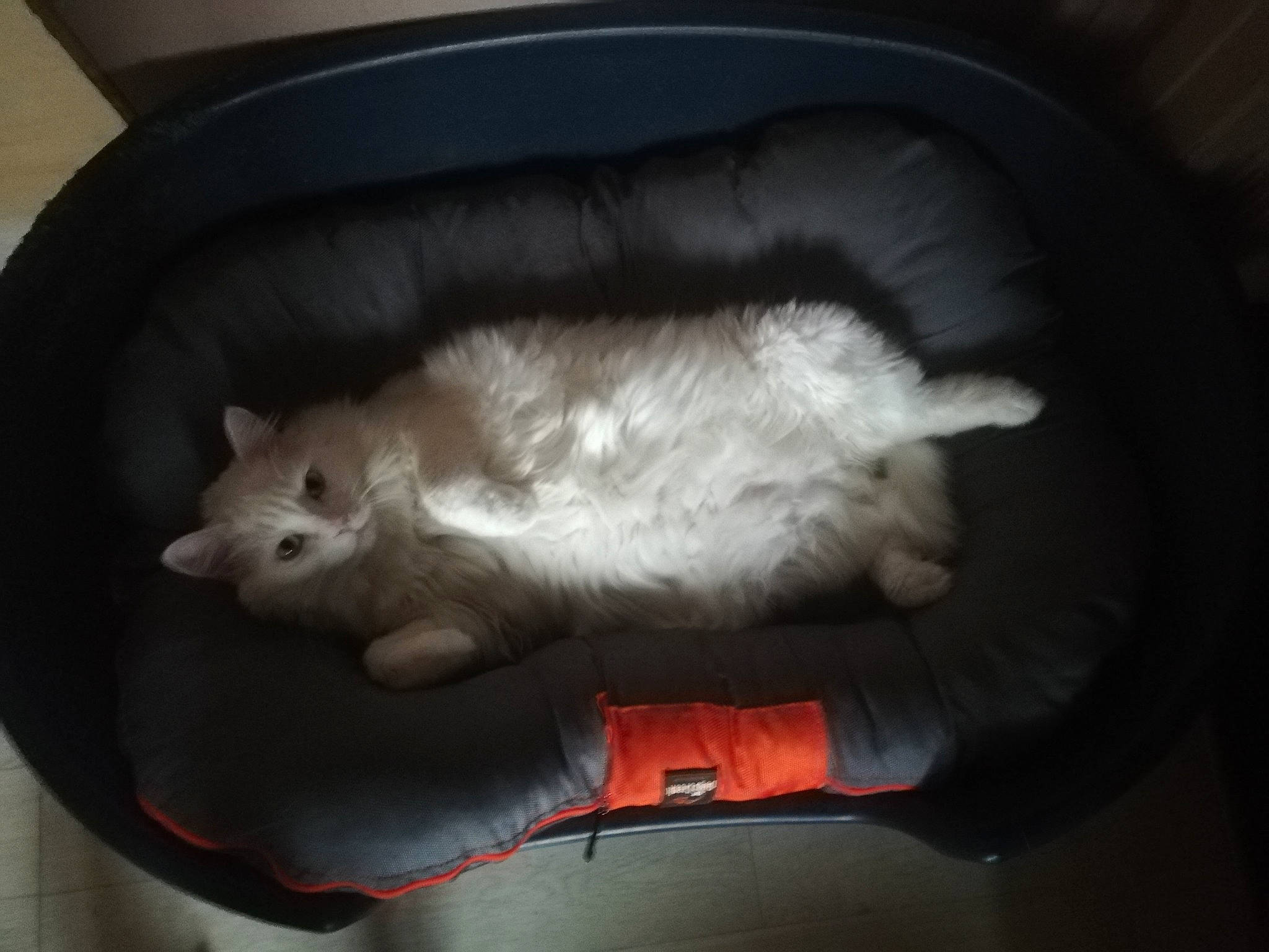 Eïko a rejoint le concours — aidez-le/la à gagner de superbes lots ! auto_part, canidae, carnivore, cat, claw, comfort, darkness, domestic_short_haired_cat, fawn, felidae, foot, fur, gesture, lap, nap, paw, small_to_medium_sized_cats, snout, tail, whiskers