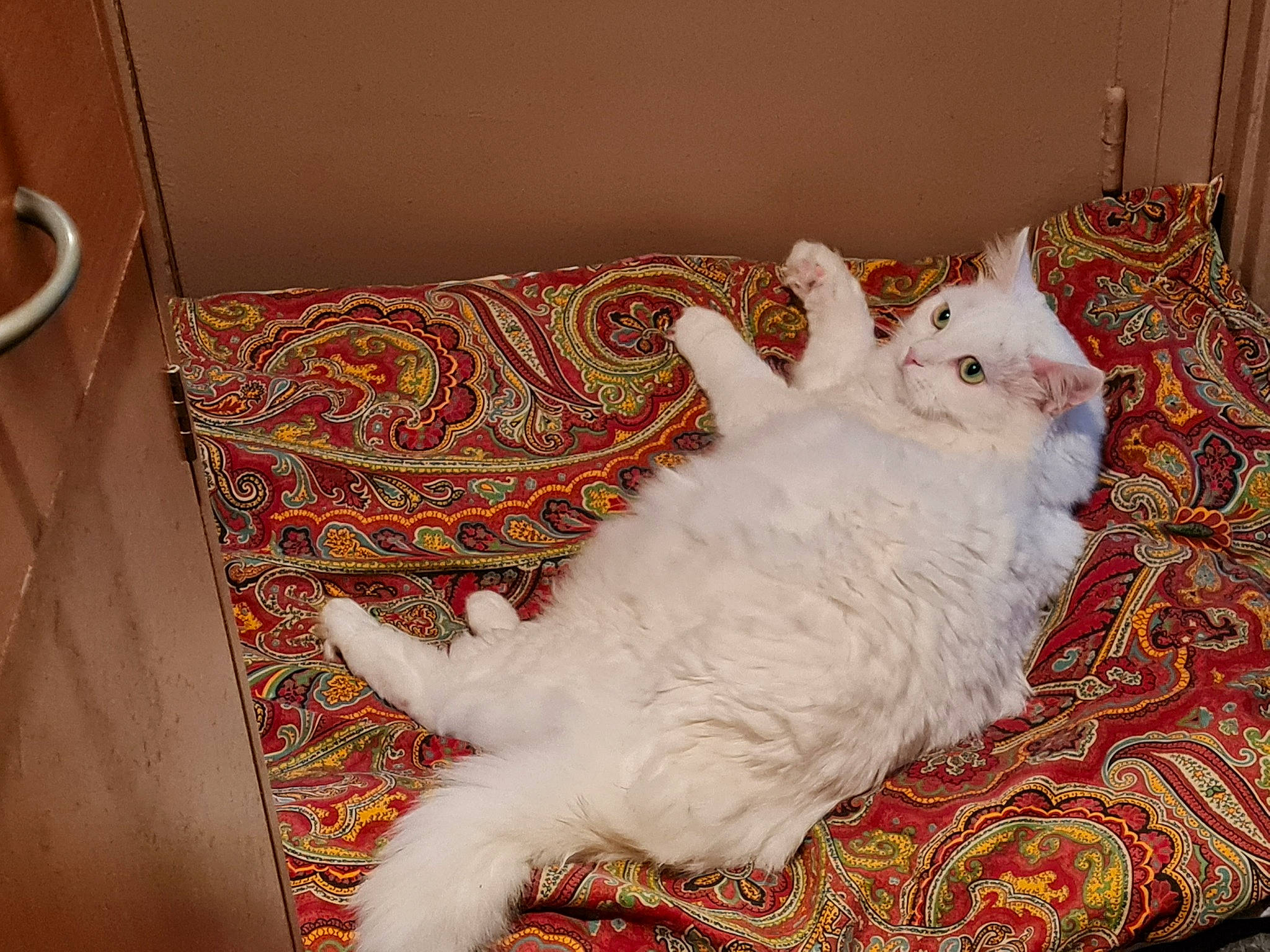 Eïko participe au concours pour gagner de l'argent avec cette photo : bed, bed_sheet, bedding, blanket, carnivore, cat, comfort, domestic_short_haired_cat, felidae, flooring, fur, hardwood, linens, paw, room, small_to_medium_sized_cats, tail, whiskers, wood