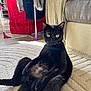 Figaro participe au concours pour gagner de l'argent avec cette photo : black_cat, cat, pet, indoor, carpet, sunlight, relaxed, curious, laundry, clothes, fabric, furniture, home, cozy, animal, sitting, yellow_eyes, black_fur, domestic_cat, collar