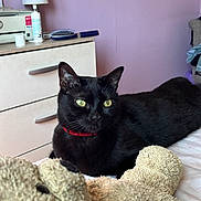 Figaro a rejoint le concours — aidez-le/la à gagner de superbes lots ! black_cat, cat, pet, teddy_bear, stuffed_animal, bed, collar, yellow_eyes, feline, indoor, dresser, lamp, brush, purple_wall, cozy, relaxed, domestic, fur, toy, home