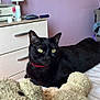 black_cat, cat, pet, teddy_bear, stuffed_animal, bed, collar, yellow_eyes, feline, indoor, dresser, lamp, brush, purple_wall, cozy, relaxed, domestic, fur, toy, home