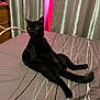 cat, black_cat, bed, curtains, indoor, feline, pet, relaxed, sitting, furniture, domestic_animal, bedspread, lines, pink_light, curious, animal, whiskers, ears, tail, fur