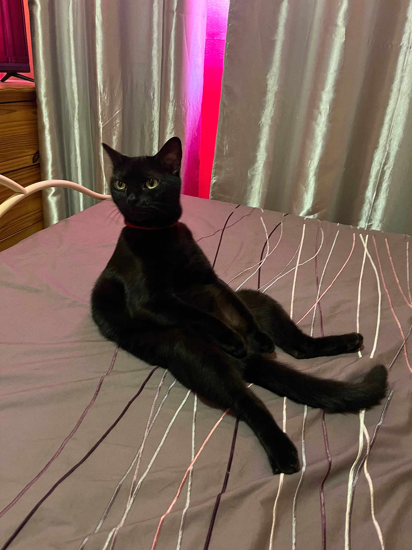 Figaro a rejoint le concours — aidez-le/la à gagner de superbes lots ! cat, black_cat, bed, curtains, indoor, feline, pet, relaxed, sitting, furniture, domestic_animal, bedspread, lines, pink_light, curious, animal, whiskers, ears, tail, fur