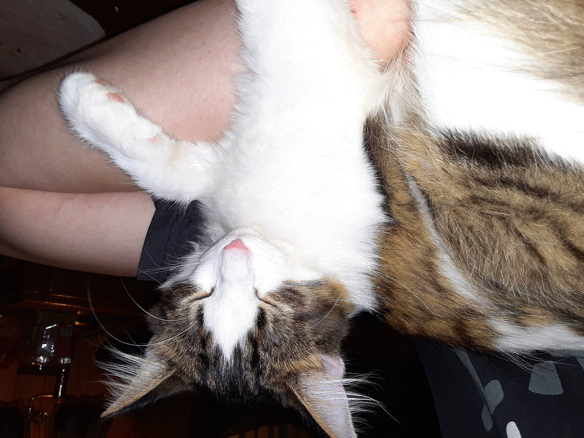 Taz is registered to the contest to win money with this photo: carnivore, cat, claw, comfort, dog_breed, domestic_short_haired_cat, ear, fawn, felidae, foot, fur, gesture, human_leg, nail, nap, paw, small_to_medium_sized_cats, snout, tail, whiskers