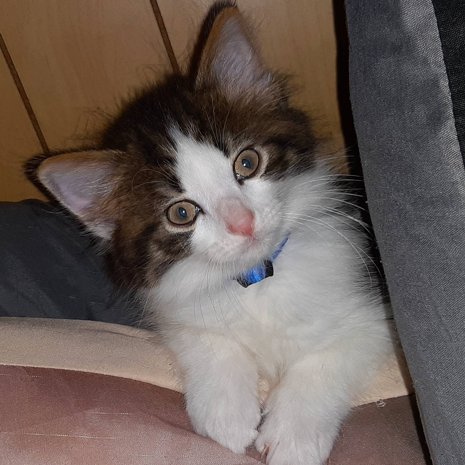 Taz is registered to the contest to win money with this photo: box, carnivore, cat, claw, comfort, domestic_short_haired_cat, ear, felidae, foot, fur, grey, head, paw, sitting, small_to_medium_sized_cats, snout, tail, whiskers, window