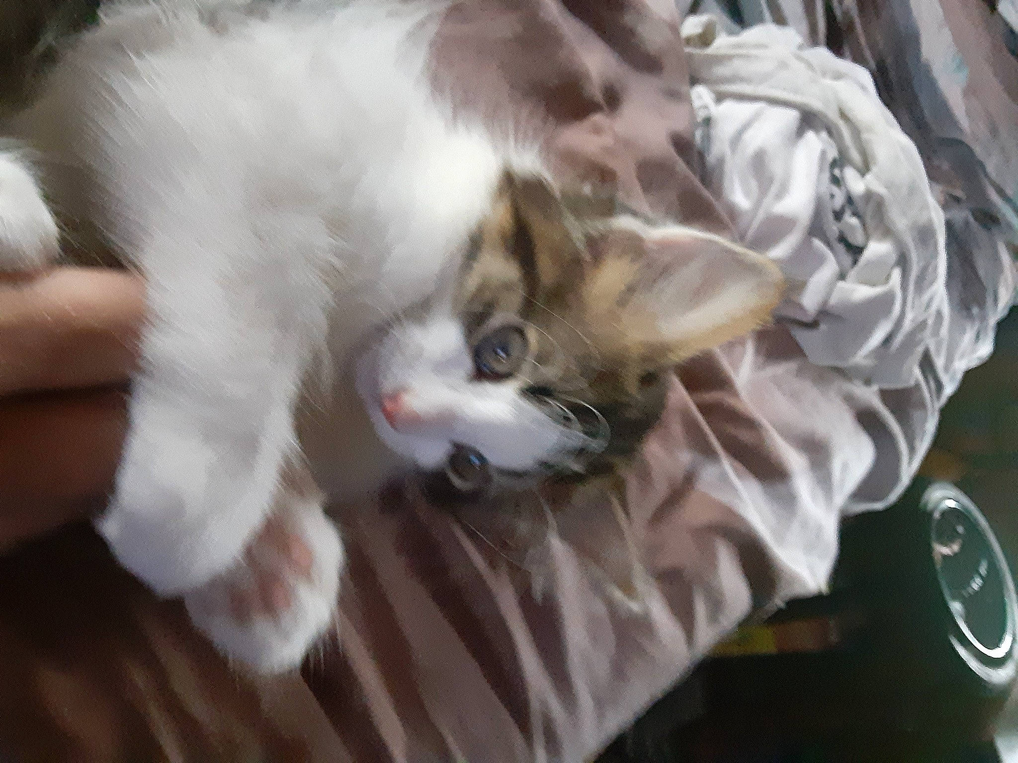 Taz is registered to the contest to win money with this photo: canidae, carnivore, cat, claw, comfort, companion_dog, dog_breed, domestic_short_haired_cat, fawn, felidae, fur, nap, paw, small_to_medium_sized_cats, snout, tail, whiskers