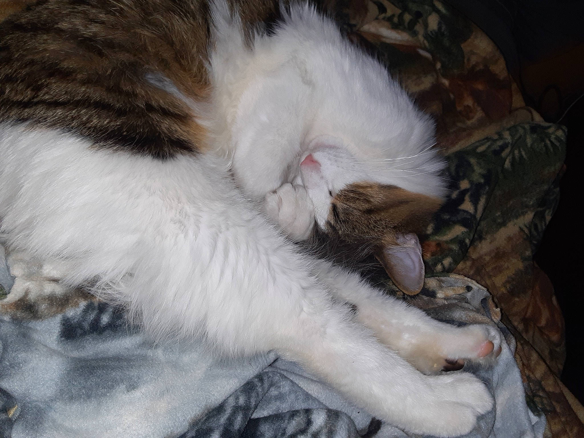 Taz
