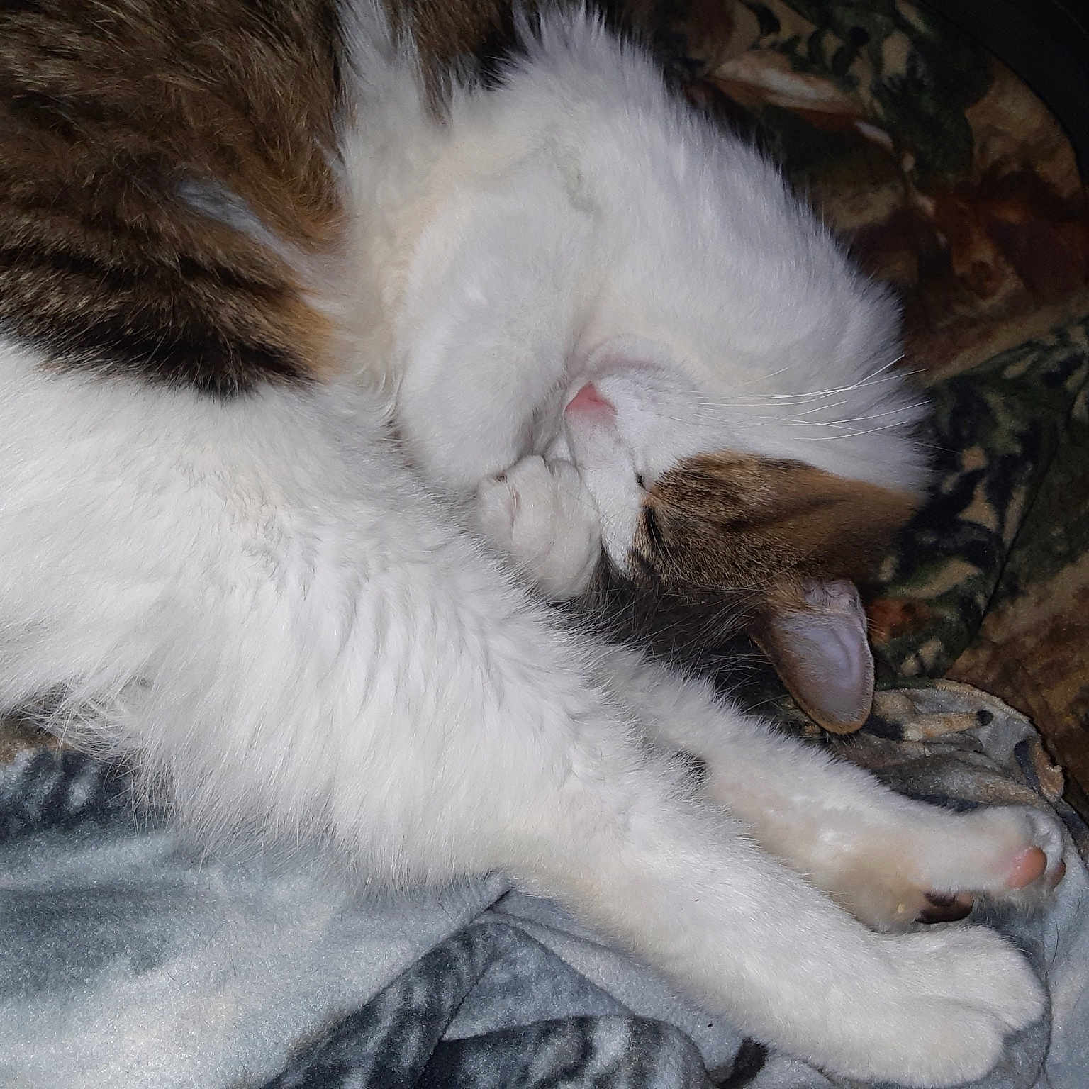 Taz