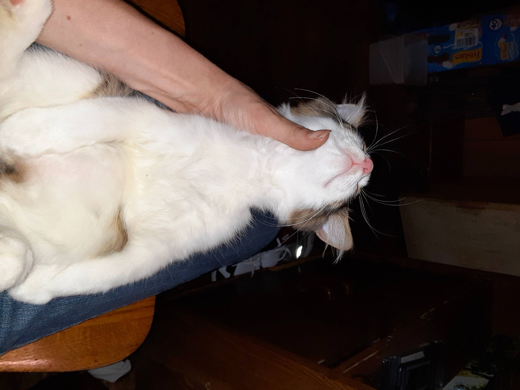 Taz is registered to the contest to win money with this photo: box, carnivore, cat, claw, comfort, domestic_short_haired_cat, ear, felidae, fur, hand, lap, mammal, paw, small_to_medium_sized_cats, snout, tail, vertebrate, whiskers, wood