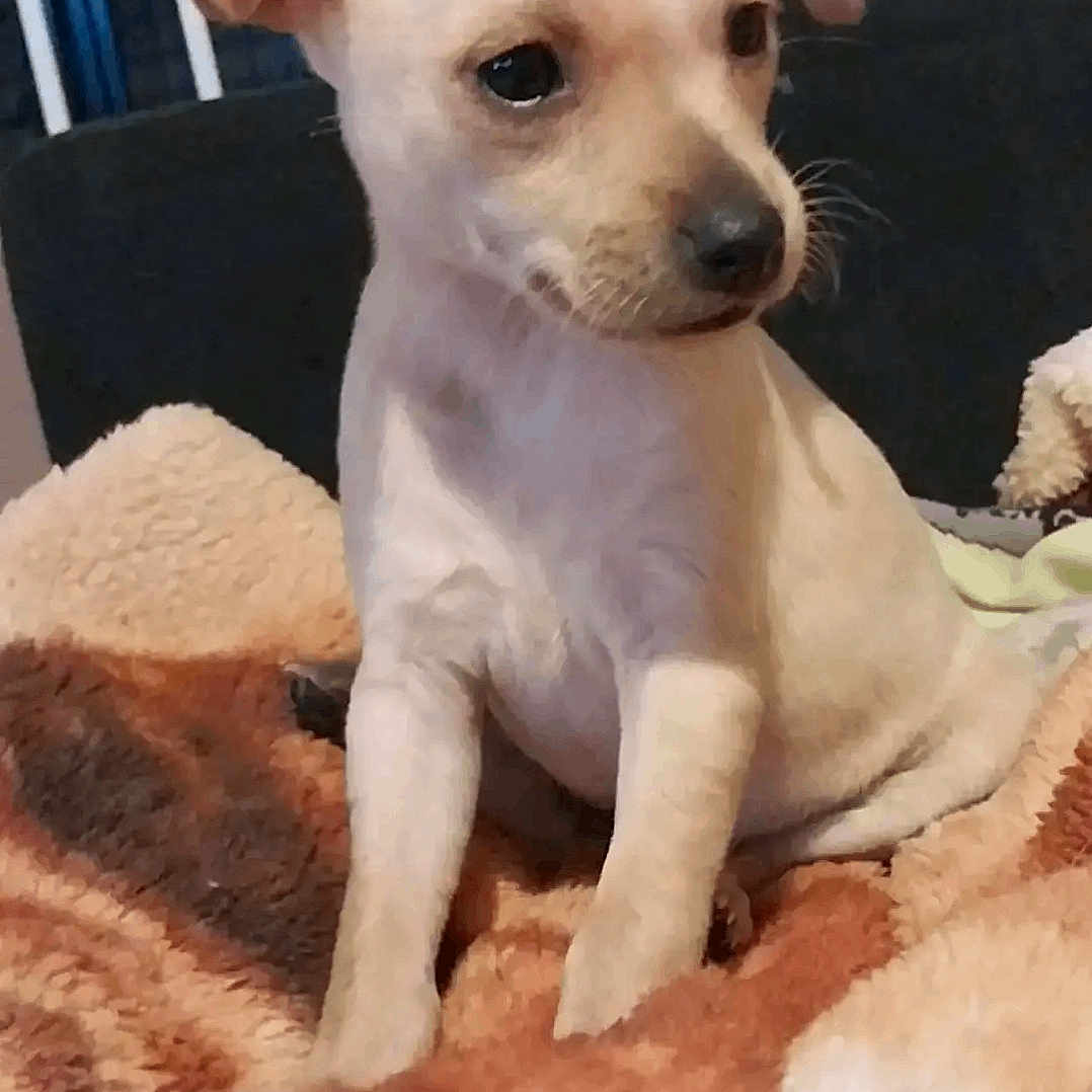 Nova