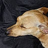animal, bed, black_cushion, blanket, blue_blanket, calm, closeup, cozy, cushion, dog, ears, fur, indoor, nap, pet, relaxation, resting, sleep, sleeping, tan_dog