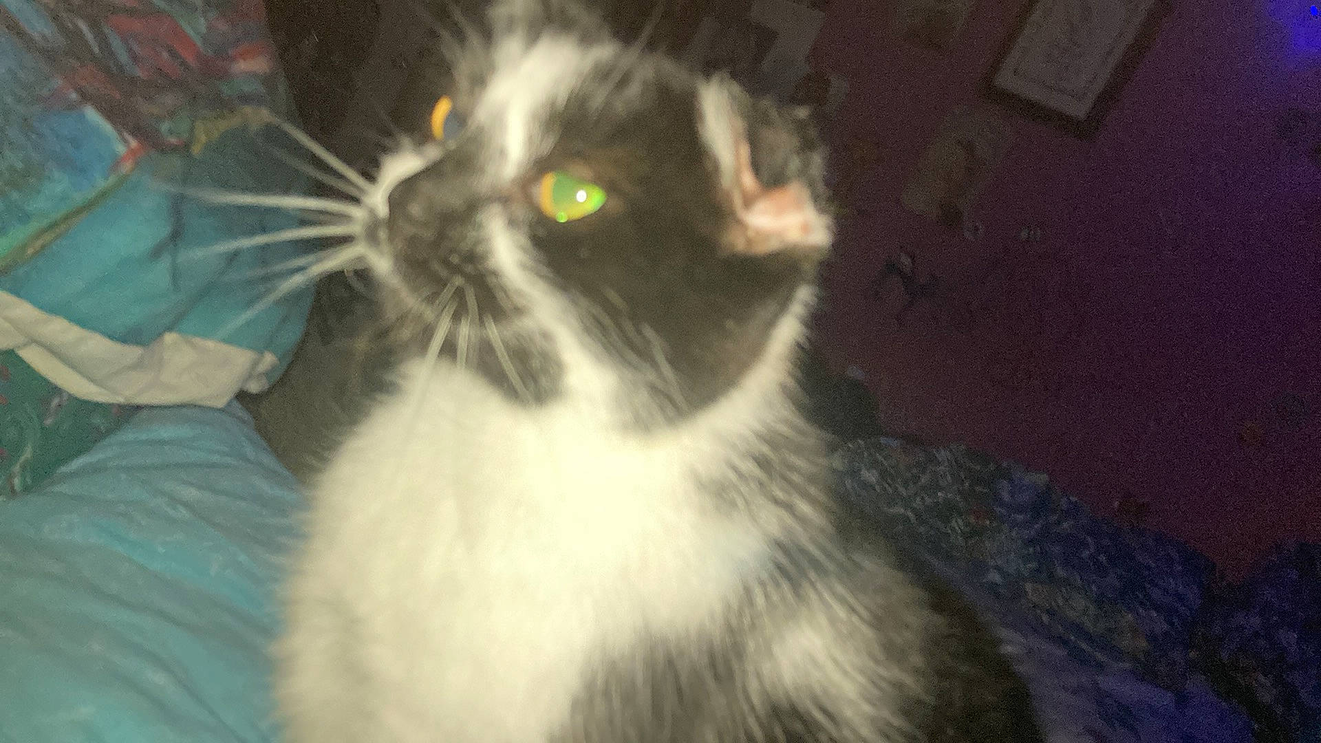 Mocha