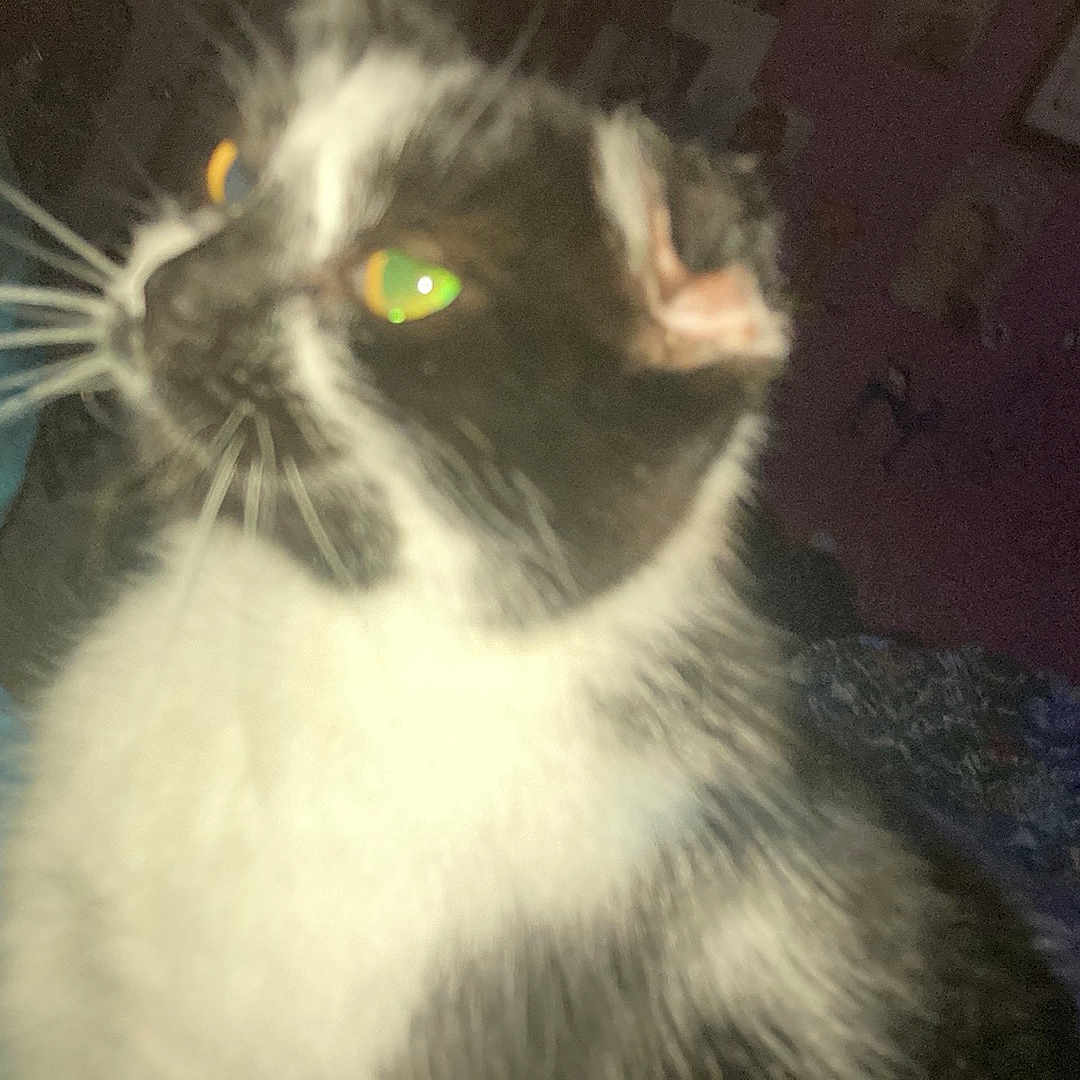 Mocha