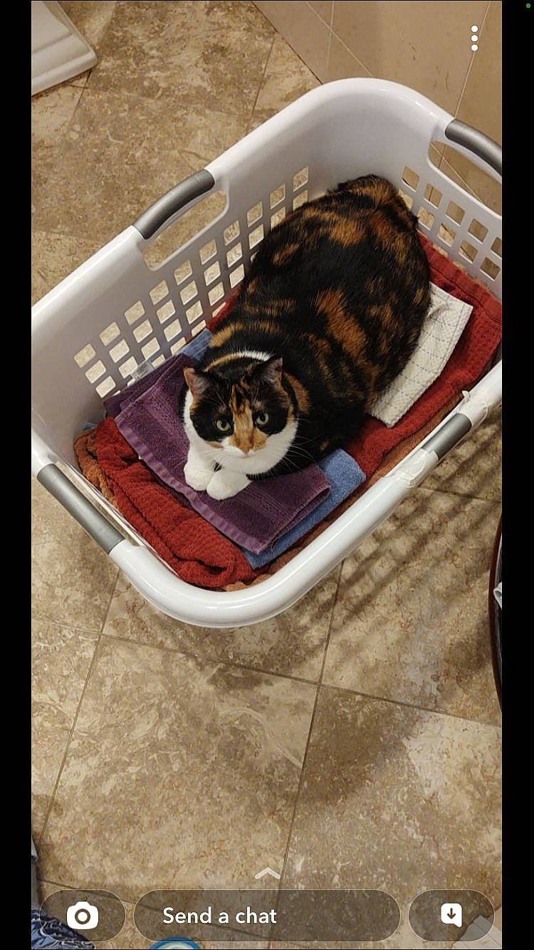 Butters is registered to the contest to win money with this photo: canidae, carnivore, cat, cat_supply, collar, comfort, companion_dog, domestic_short_haired_cat, felidae, floor, flooring, fur, hardwood, pet_supply, rectangle, small_to_medium_sized_cats, sporting_group, tail, whiskers, wood