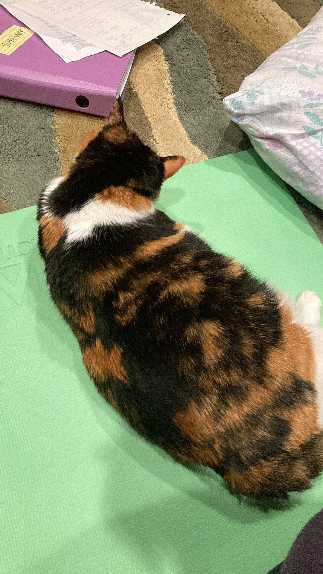 Butters joined the competition — help win amazing prizes! brown, canidae, carnivore, cat, comfort, dog_breed, domestic_short_haired_cat, felidae, flooring, foot, fur, grass, pattern, small_to_medium_sized_cats, snout, sporting_group, tail, terrestrial_animal, tree, whiskers