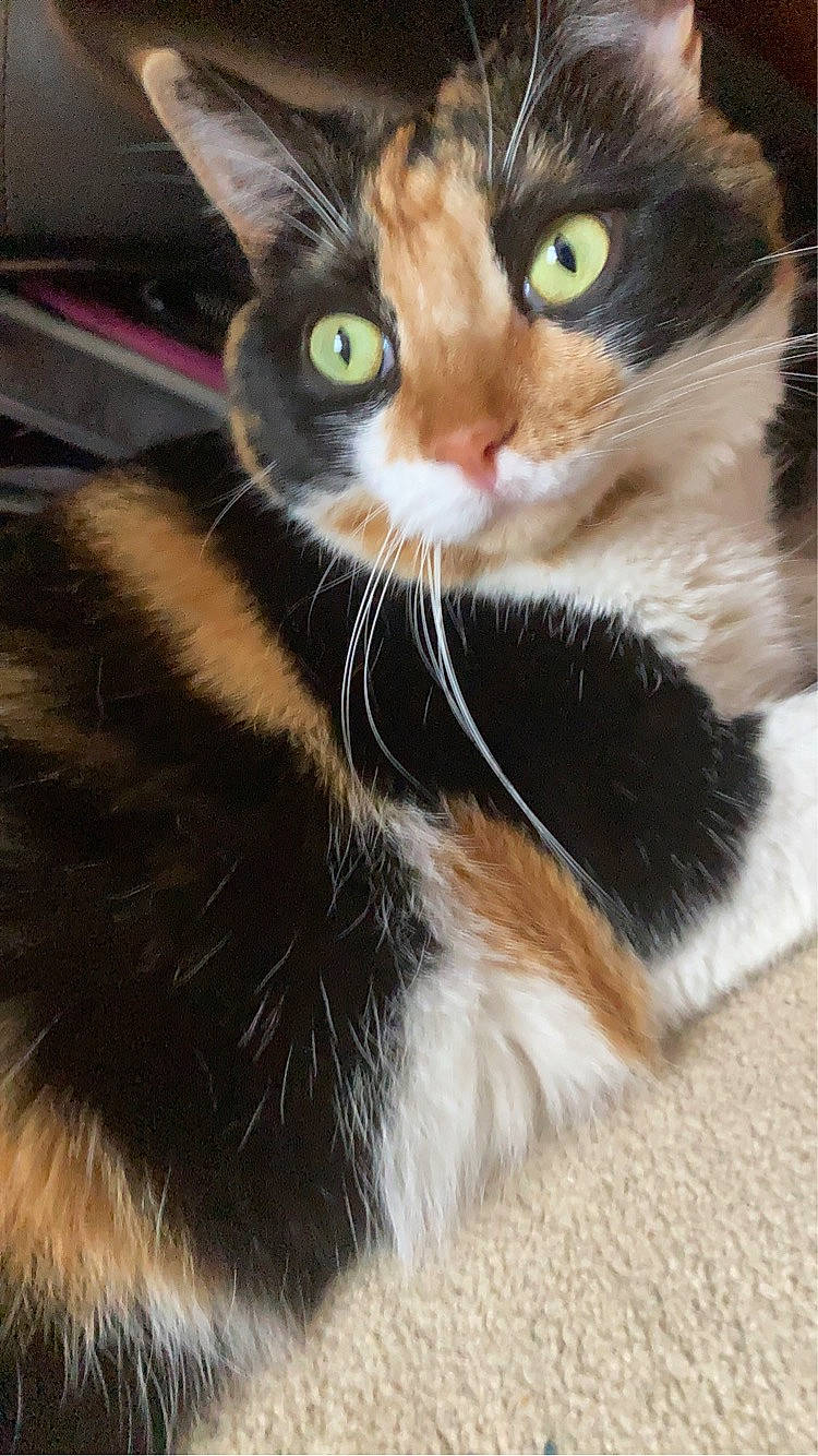 Butters
