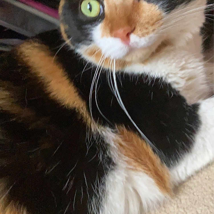 Butters