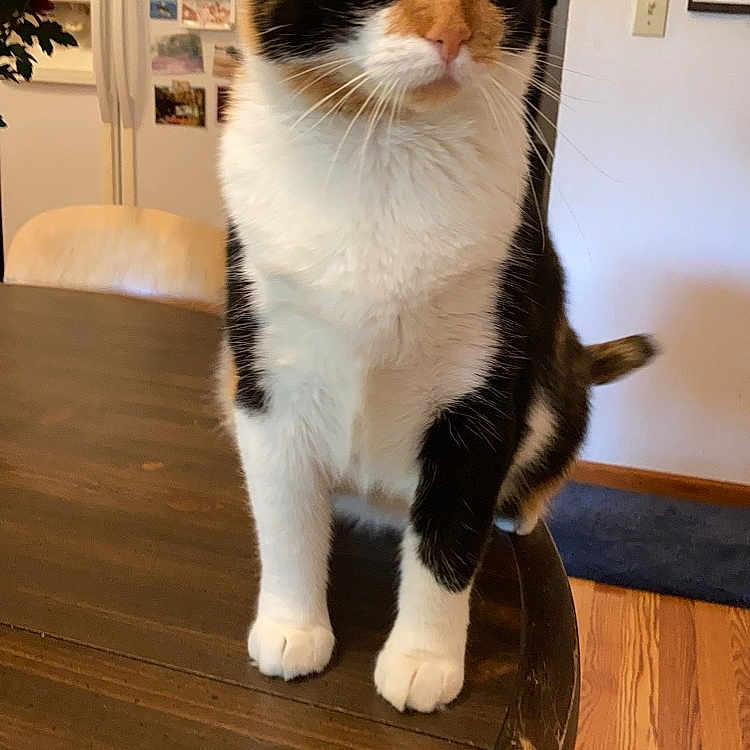 Butters