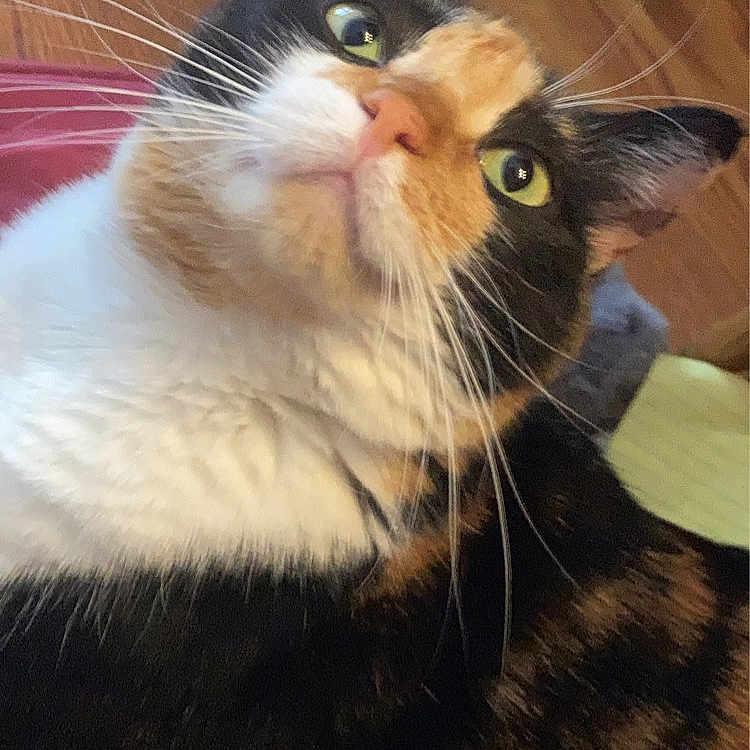 Butters