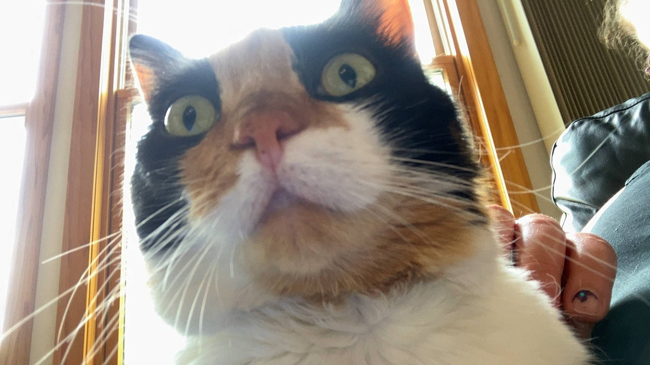 Butters is registered to the contest to win money with this photo: carnivore, cat, domestic_short_haired_cat, eye, felidae, fur, moustache, small_to_medium_sized_cats, snout, terrestrial_animal, whiskers, window, working_animal