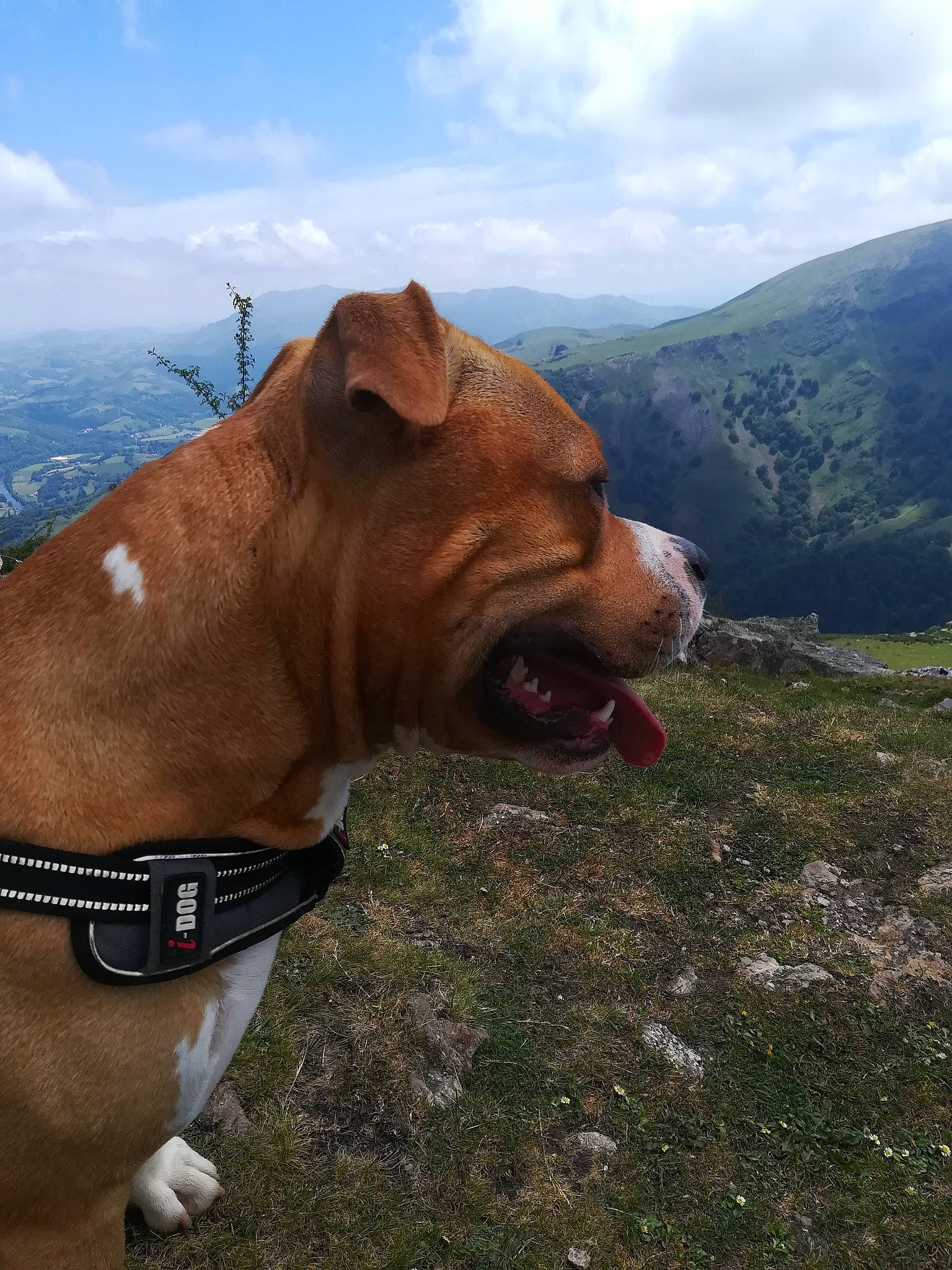 Rayko participe au concours pour gagner de l'argent avec cette photo : carnivore, cloud, collar, companion_dog, dog, dog_breed, fawn, grass, grassland, hill, landscape, livestock, mountain, pasture, plant, sky, snout, sporting_group, tree, working_animal