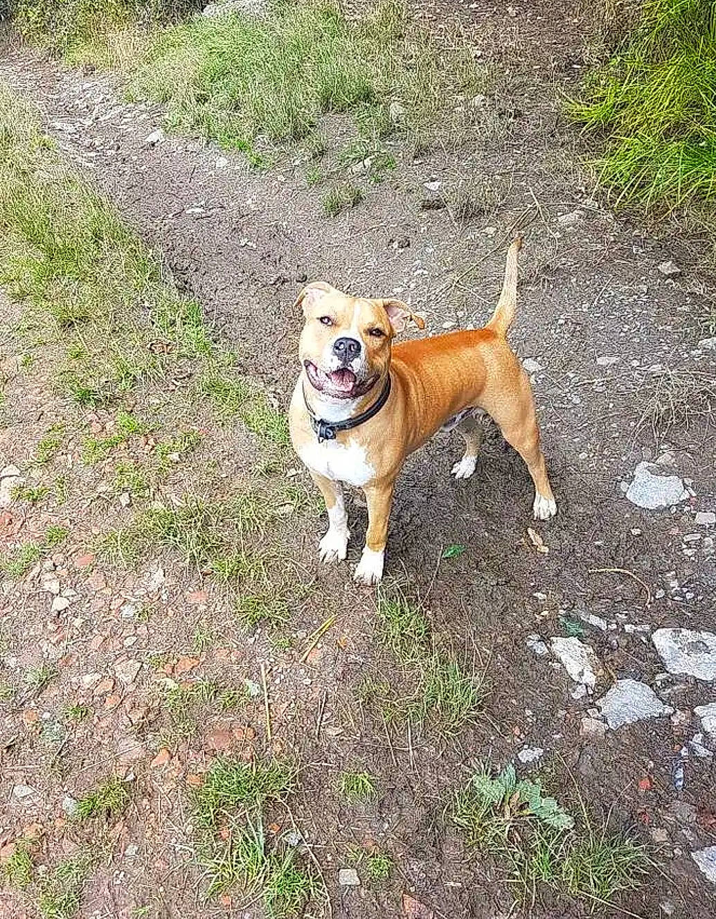 Rayko participe au concours pour gagner de l'argent avec cette photo : adventure, canidae, carnivore, collar, companion_dog, dog, dog_breed, dog_collar, dog_supply, fawn, grass, hunting_dog, non_sporting_group, plant, soil, sporting_group, tail, tree, working_dog