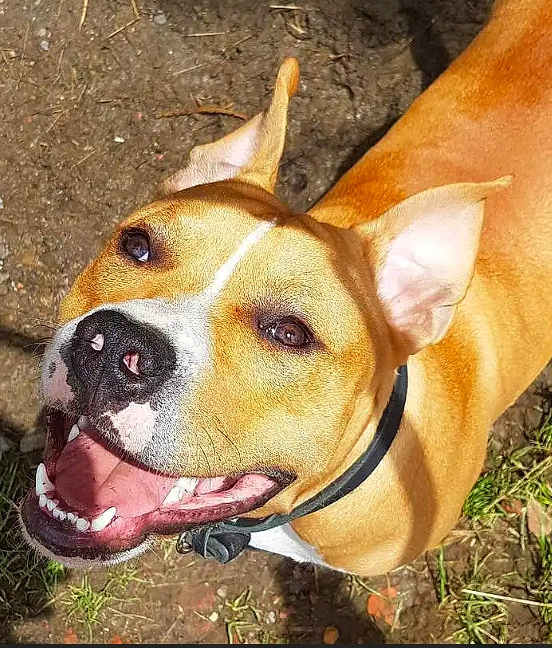 Rayko participe au concours pour gagner de l'argent avec cette photo : art, canidae, carnivore, collar, companion_dog, dog, dog_breed, dog_collar, dog_supply, ear, eye, fawn, head, non_sporting_group, snout, sporting_group, terrestrial_animal, whiskers, working_animal, working_dog