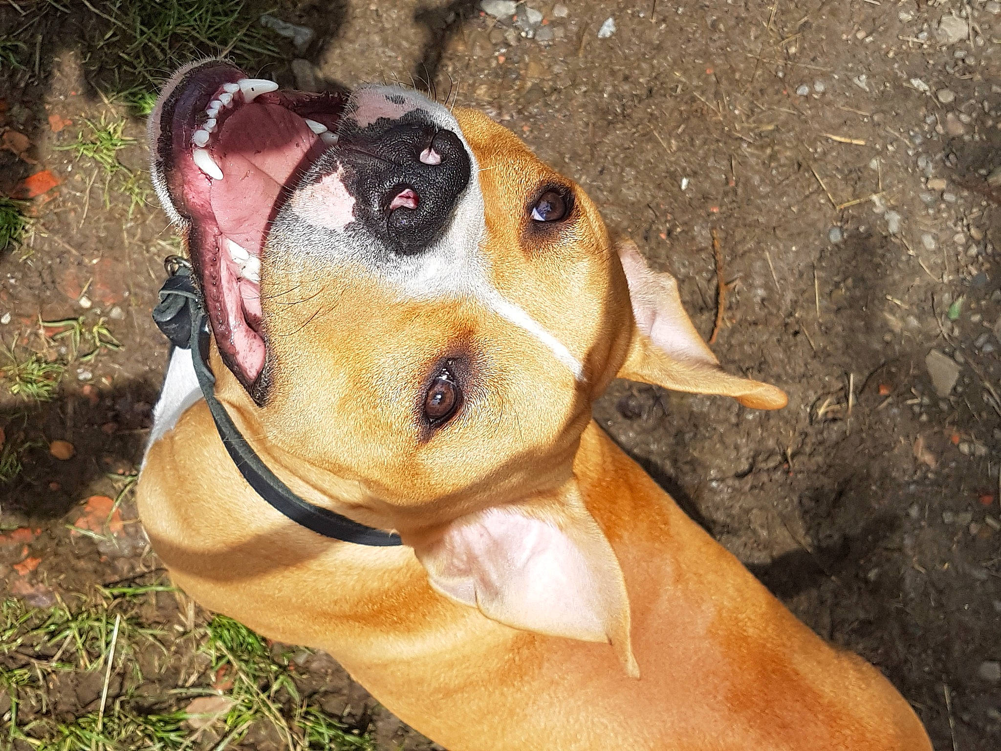 Rayko participe au concours pour gagner de l'argent avec cette photo : canidae, carnivore, collar, companion_dog, dog, dog_breed, dog_collar, dog_supply, ear, grass, hound, liver, non_sporting_group, pet_supply, plant, snout, sporting_group, toy, whiskers, working_animal