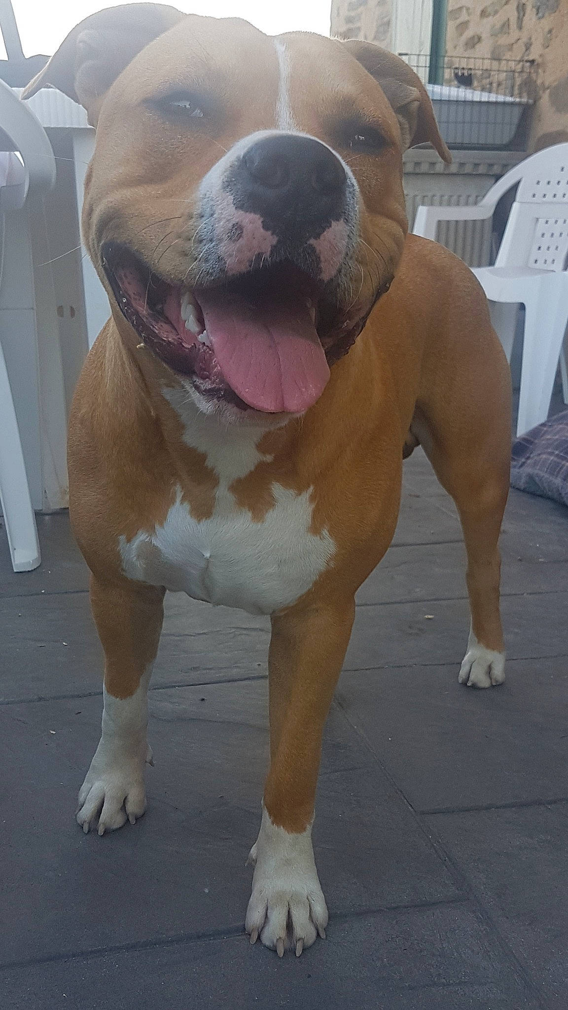 Rayko participe au concours pour gagner de l'argent avec cette photo : canidae, carnivore, chair, collar, companion_dog, dog, dog_breed, fawn, foot, fur, hood, mammal, paw, snout, sporting_group, terrestrial_animal, whiskers, working_animal, working_dog, wrinkle