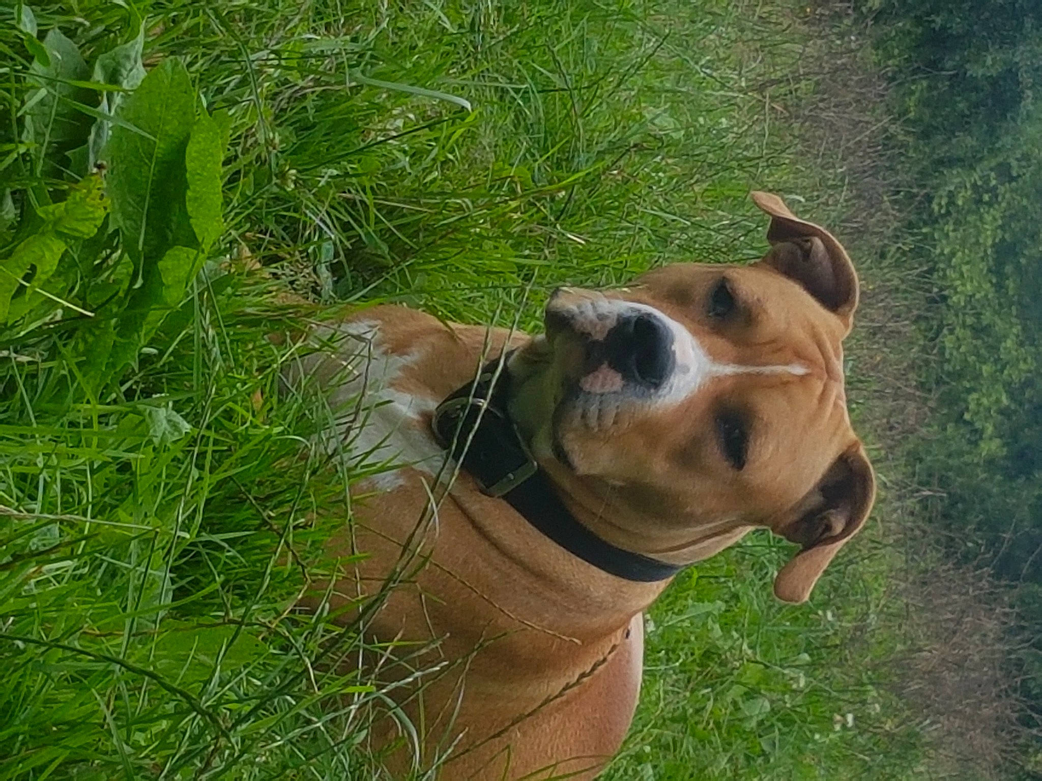 Rayko a rejoint le concours — aidez-le/la à gagner de superbes lots ! canidae, carnivore, collar, companion_dog, dog, dog_breed, dog_collar, dog_supply, fawn, grass, hound, liver, pet_supply, plant, snout, sporting_group, tail, terrestrial_animal, whiskers, working_animal