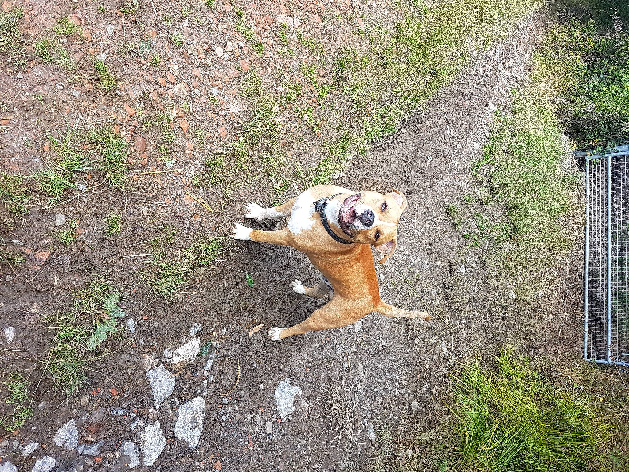 Rayko a rejoint le concours — aidez-le/la à gagner de superbes lots ! asphalt, bulldog, canidae, carnivore, companion_dog, dog, dog_breed, fawn, grass, groundcover, leash, plant, road_surface, sidewalk, snout, soil, sporting_group, tail, terrestrial_animal, working_animal