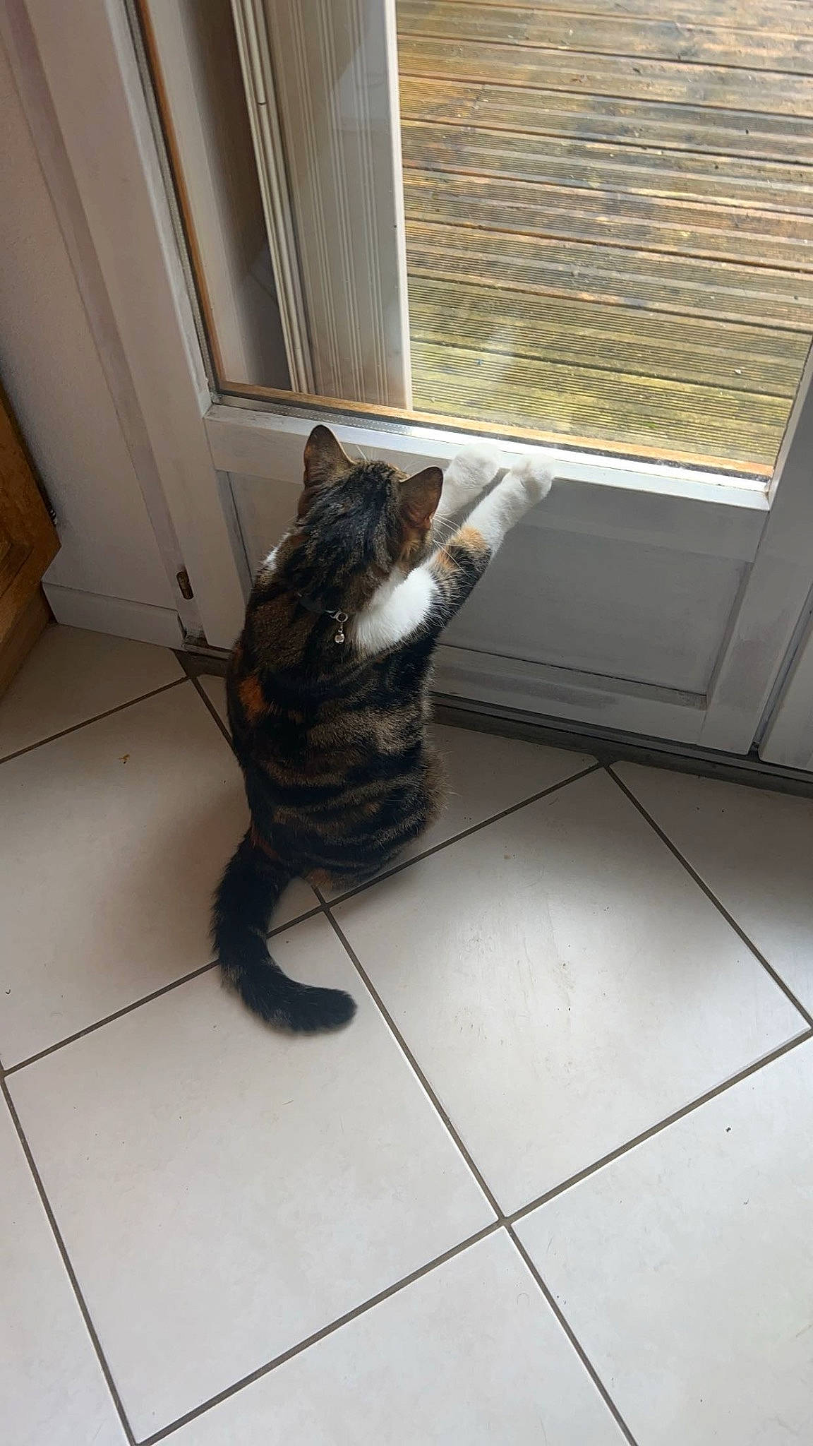 Savannah a rejoint le concours — aidez-le/la à gagner de superbes lots ! carnivore, cat, comfort, dog_breed, domestic_short_haired_cat, felidae, floor, flooring, fur, hardwood, paw, room, small_to_medium_sized_cats, snout, tail, terrestrial_animal, tile_flooring, whiskers, window, wood