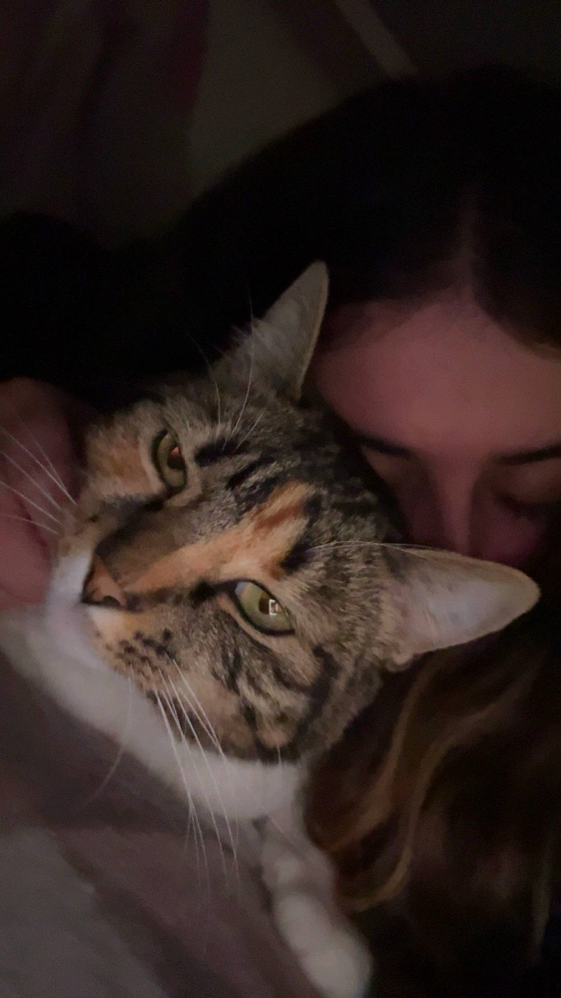 Savannah a rejoint le concours — aidez-le/la à gagner de superbes lots ! carnivore, cat, claw, darkness, domestic_short_haired_cat, ear, eye, felidae, flash_photography, fur, hair, iris, nose, paw, small_to_medium_sized_cats, snout, terrestrial_animal, tree, whiskers, wildlife