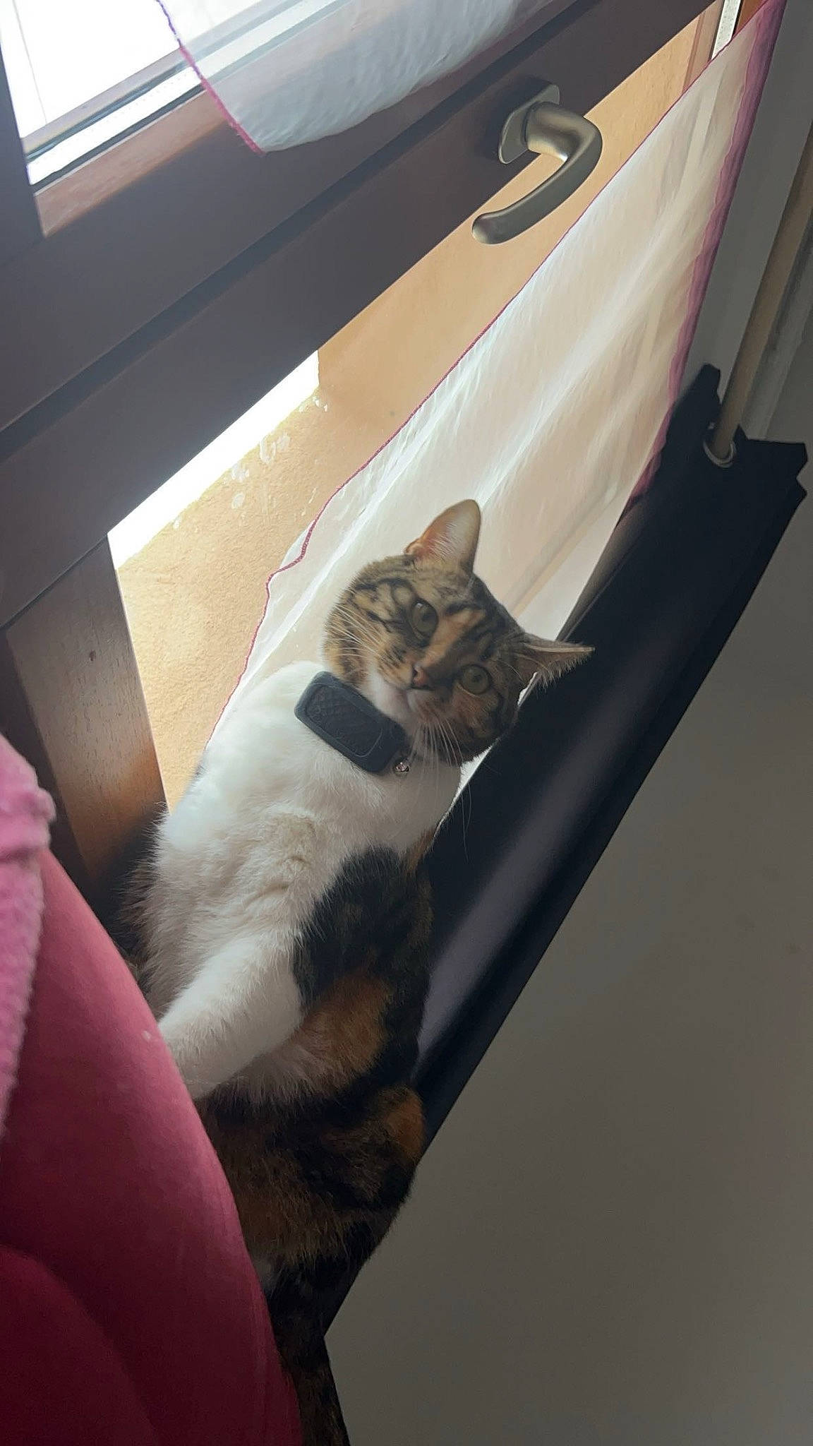 Savannah participe au concours pour gagner de l'argent avec cette photo : automotive_design, automotive_exterior, carnivore, cat, comfort, couch, domestic_short_haired_cat, felidae, flooring, fur, hardwood, linens, mammal, small_to_medium_sized_cats, tail, tints_and_shades, vehicle_door, vertebrate, whiskers, wood