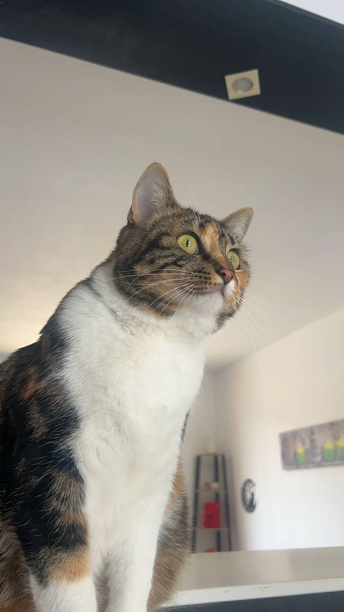 Savannah a rejoint le concours — aidez-le/la à gagner de superbes lots ! bookcase, box, cardboard, carnivore, cat, domestic_short_haired_cat, door, felidae, fur, grey, paw, room, shelf, small_to_medium_sized_cats, tail, whiskers, window, wood