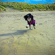 Kkami joined the competition — help win amazing prizes! activity, animal, beach, canine, daytime, dog, dunes, fur, grass, jacket, landscape, leash, nature, outdoor, pet, playing, running, sand, sky, small_dog