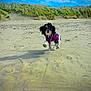 activity, animal, beach, canine, daytime, dog, dunes, fur, grass, jacket, landscape, leash, nature, outdoor, pet, playing, running, sand, sky, small_dog