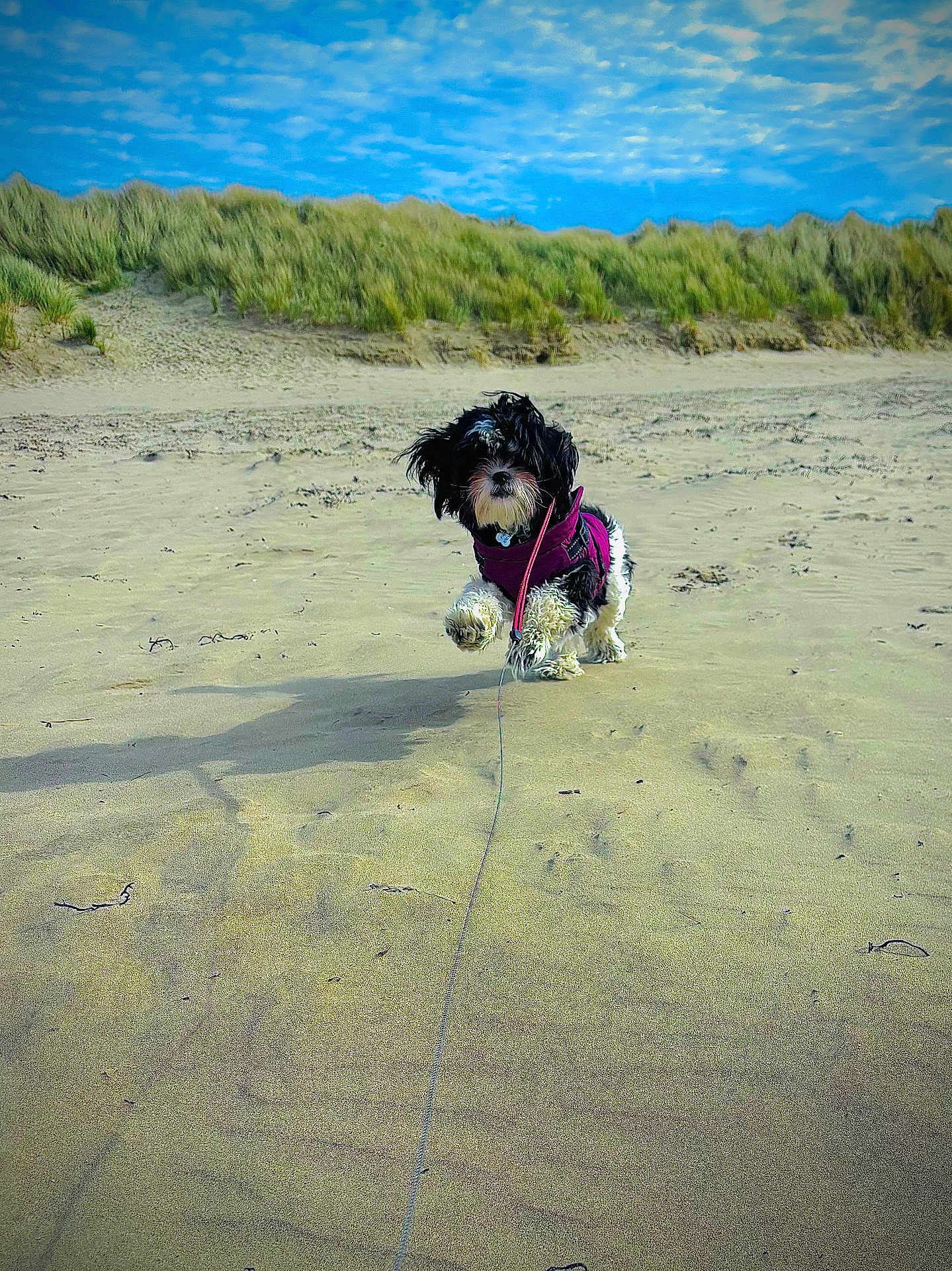 Kkami joined the competition — help win amazing prizes! activity, animal, beach, canine, daytime, dog, dunes, fur, grass, jacket, landscape, leash, nature, outdoor, pet, playing, running, sand, sky, small_dog