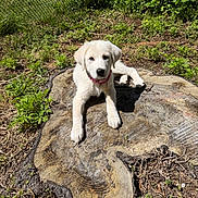 Angie is registered to the contest to win money with this photo: puppy, dog, tree_stump, outdoor, greenery, grass, plants, sunlight, fence, nature, canine, young_dog, pet, collar, animal, cute, laying_down, daylight, yard, curious
