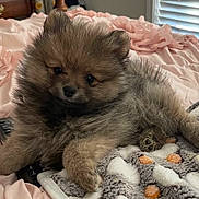 Grizz joined the competition — help win amazing prizes! animal, bed, blanket, comfortable, cozy, cute, dog, domestic_animal, fluffy, fur, indoor, paw, pet, pink, puppy, remote_control, resting, sleepy, soft, young