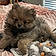 Grizz