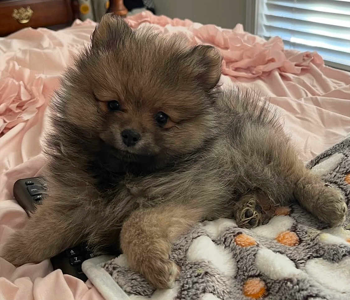 Grizz