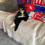 Neko is registered to the contest to win money with this photo: cat, black_and_white_cat, sofa, blanket, fleece, couch, indoor, pet, relaxed, fur, animal, domestic_cat, home, cozy, carpet, pillow, resting, yellow_eyes, sitting, tag